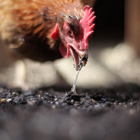 Rachel Yurkovich-Egg Eating Chicken